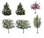 Tree Textures, Flowering, Spruce, Pine